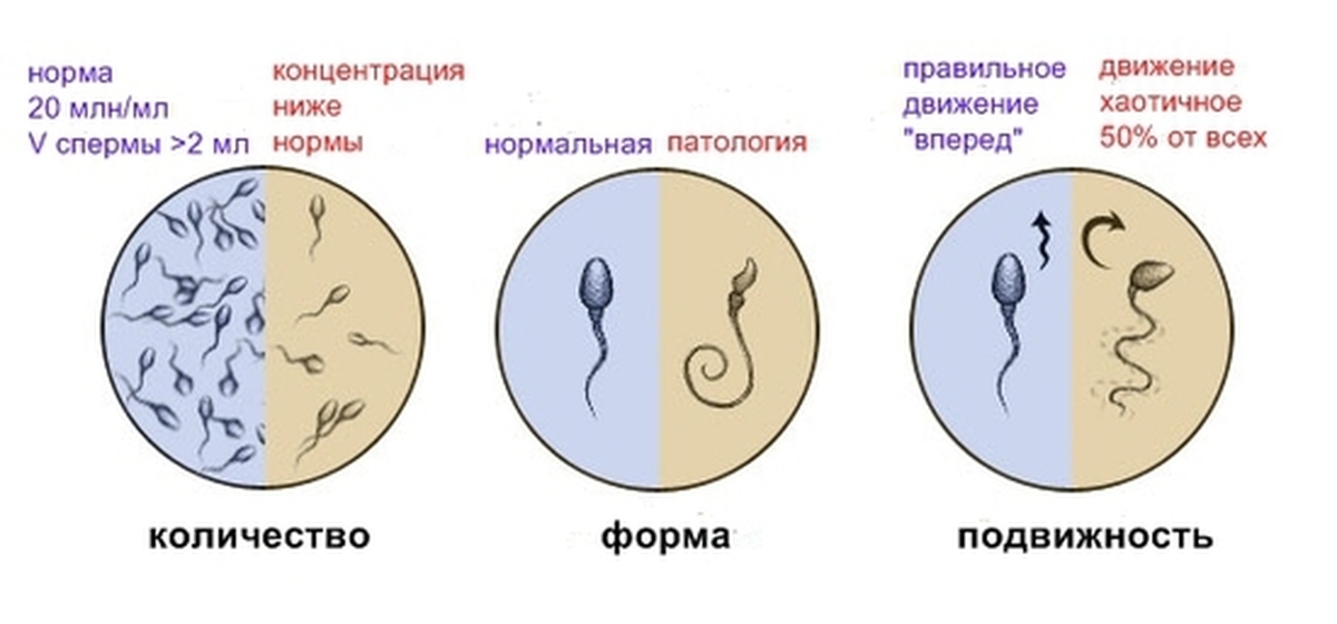 Сколько Сперматозоиды Активны После Секса