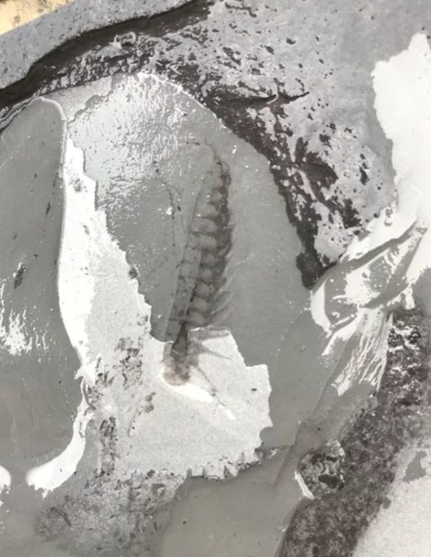 В Китае найдены тысячи неизвестных науке окаменелостей Палеонтология, Находка, Окаменелости, Длиннопост
