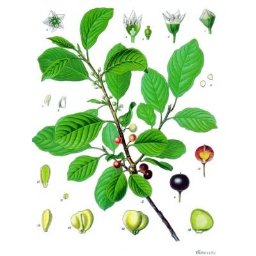 buckthorn