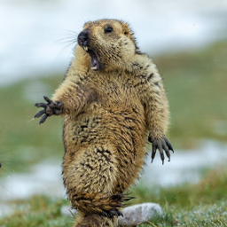 Wererat