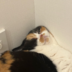 dtlcam