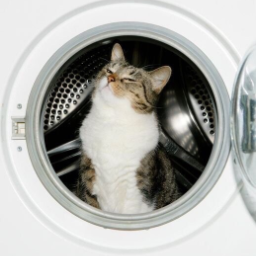 Cotton.Cat
