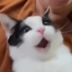 meowzone