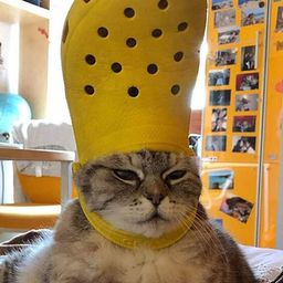 Кот католик