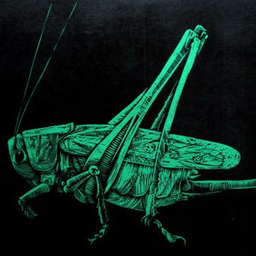 locust92