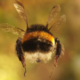   BumblebeeButt