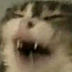 chgvak