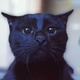 Аватар пользователя Blacat