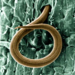 nematoda