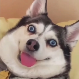 PivnoyDom