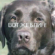 ������ ������������ CoreanCake