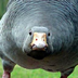 gesteffo