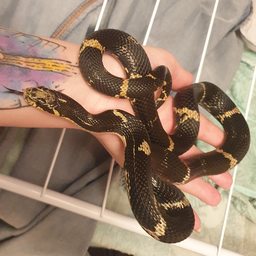 Snake3970