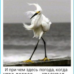 Murilka
