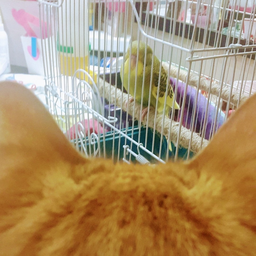 dearJK