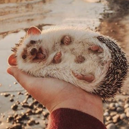TOROO