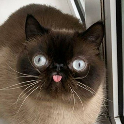 Funny.cat
