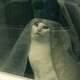Аватар пользователя Hotarutomoe