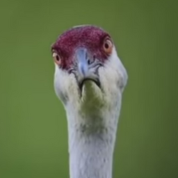 Ku.Ker