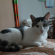 ������ ������������ CATuBA