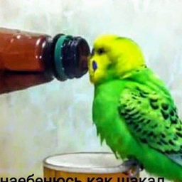 SuslikProkuror