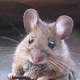 ������ ������������ MintMouse