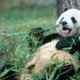 ������ ������������ UnclePanda