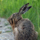 Аватар пользователя Wise.old.rabbit