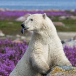 bearlavender
