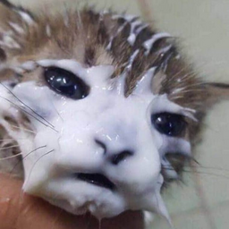 Apollo911