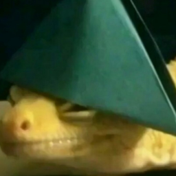 SacredSock