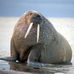 Морж фото. Тихоокеанский морж (Odobenus rosmarus divergens). Лаптевский морж. Атлантический морж. Морж (Odobenus rosmarus).