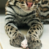 PrimkY