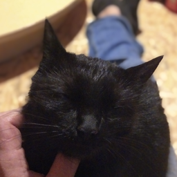 ErroriKo