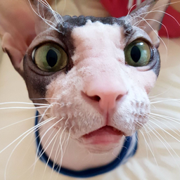 NaVerblude