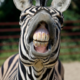   Zebra91