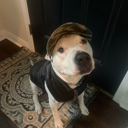 EliteDobermann