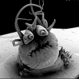 LittleRacist