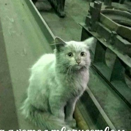 Котики на заводе
