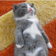 ������ ������������ fatcatbangboom