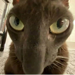 nabogulkin