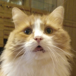 PHedechka