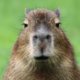 Аватар пользователя capybarman