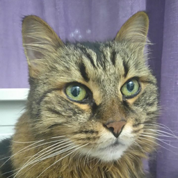 JonnyTheCat
