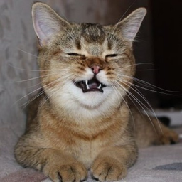 smilerio