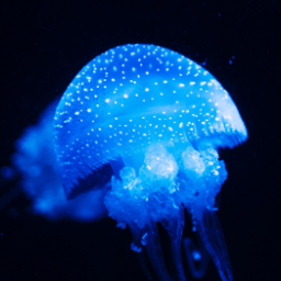 JIELLIblu