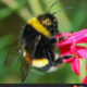 Аватар пользователя marodont