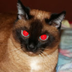 CoffiCat