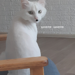 YuliyCezar