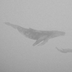 whaleinmymind